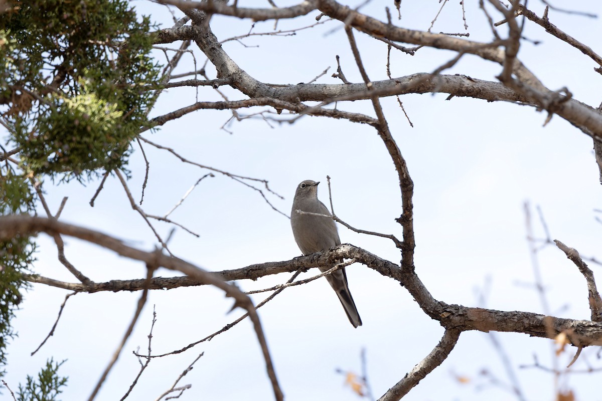 Townsend's Solitaire - ML645562737