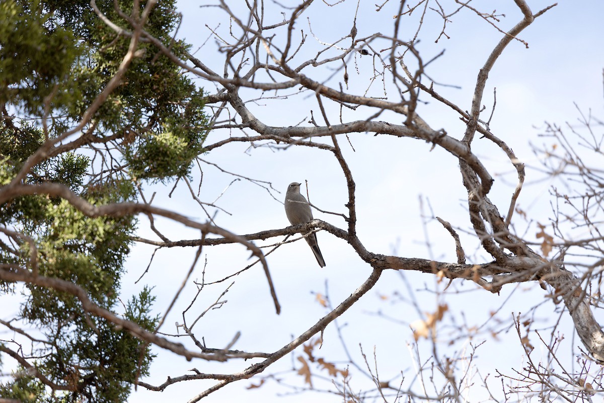Townsend's Solitaire - ML645562738
