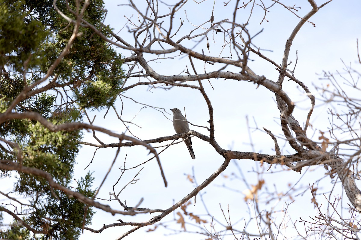 Townsend's Solitaire - ML645562739