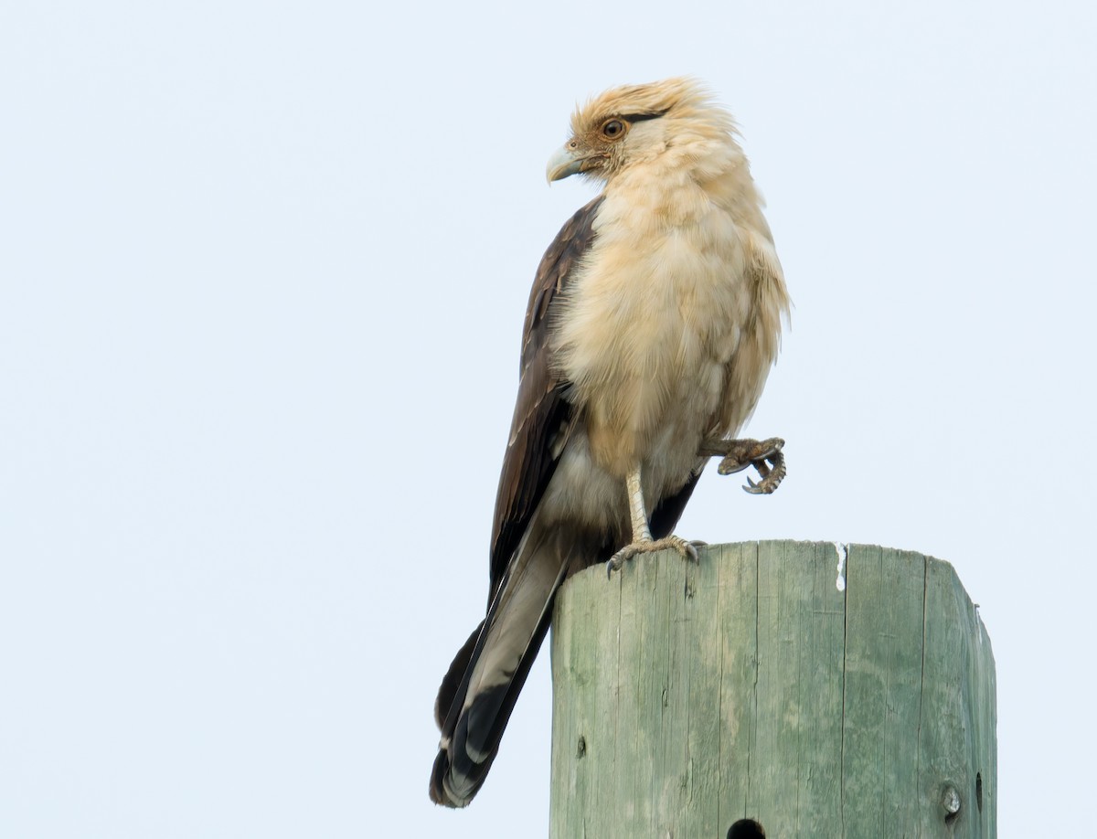 Yellow-headed Caracara - ML645562768