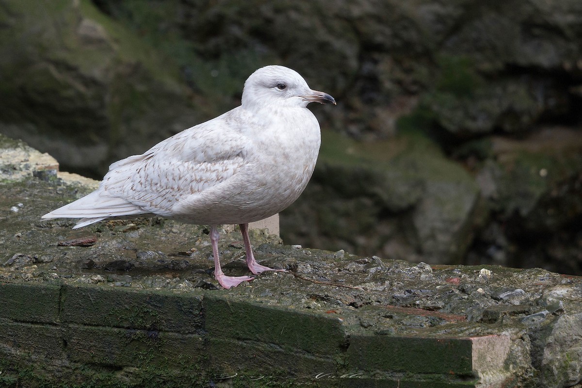 Iceland Gull (kumlieni/glaucoides) - ML645562772