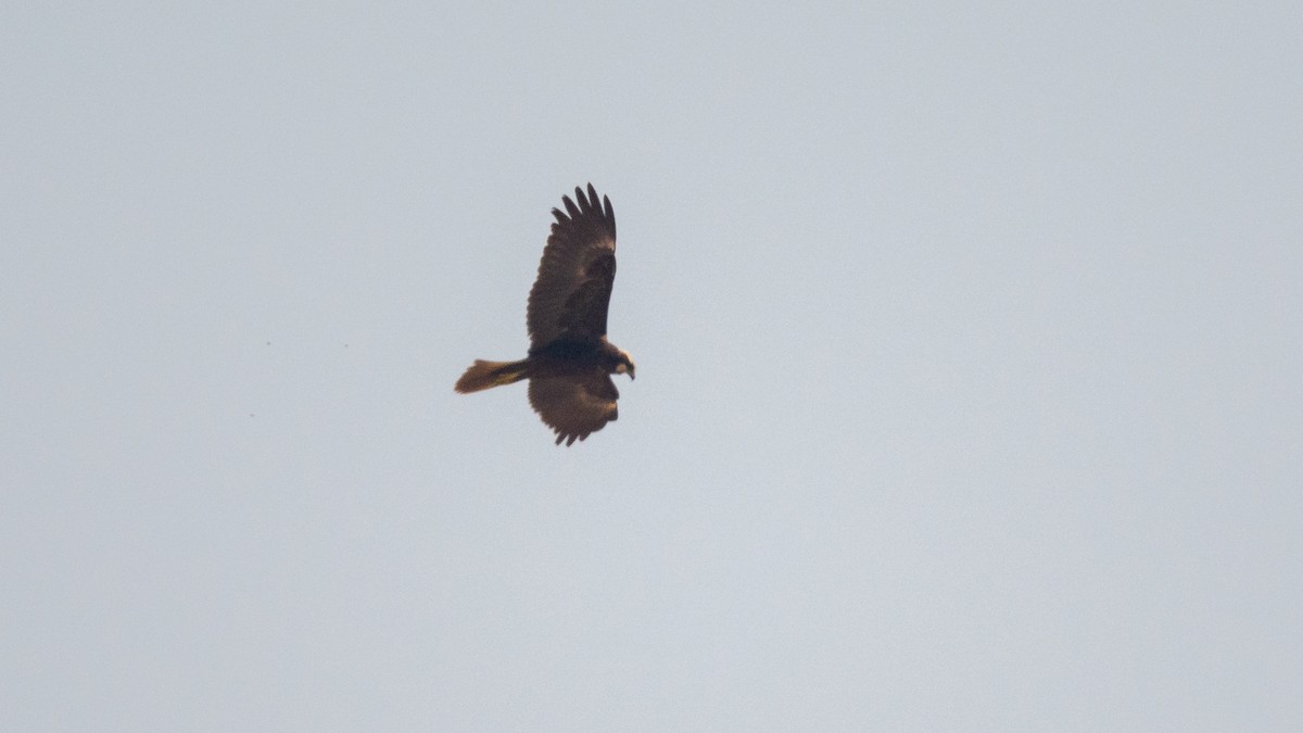 Western Marsh Harrier - ML645562778