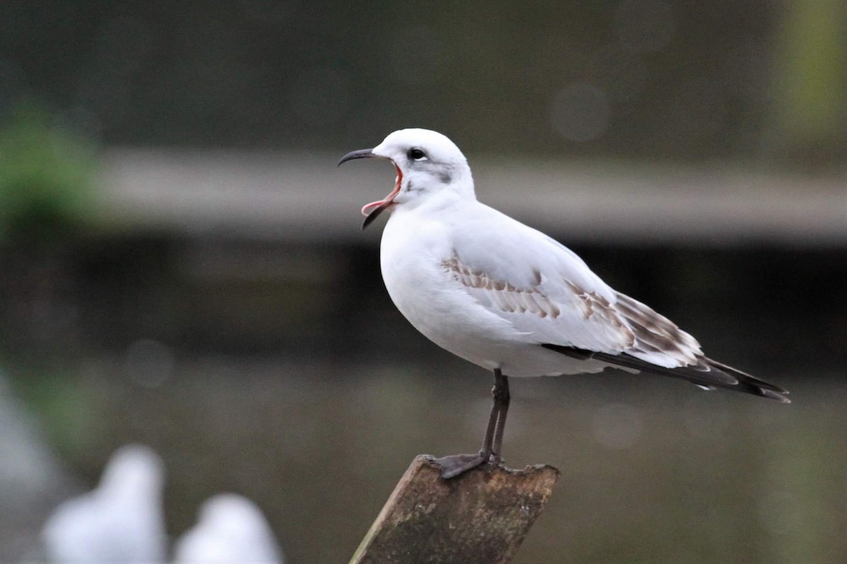 Mediterranean Gull - ML645562784