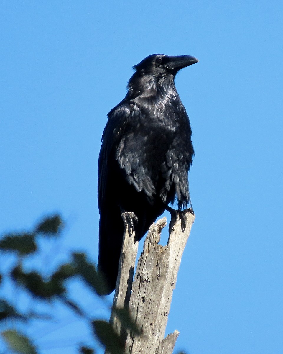 עורב שחור - ML645562785