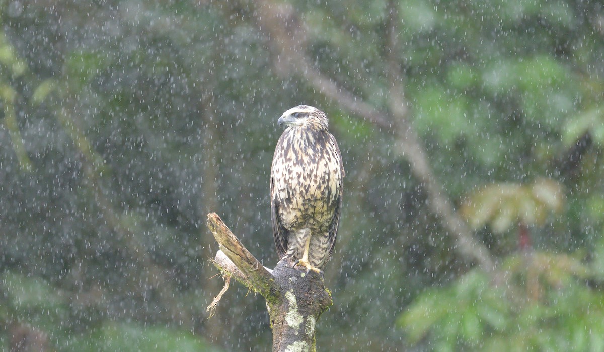 Great Black Hawk - ML645562786