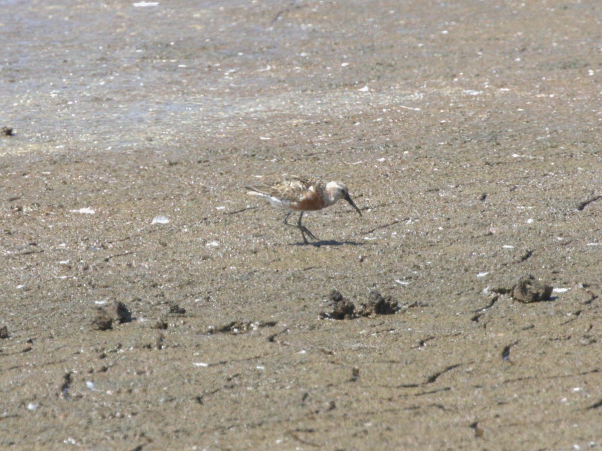 Piovanello comune - ML645562787