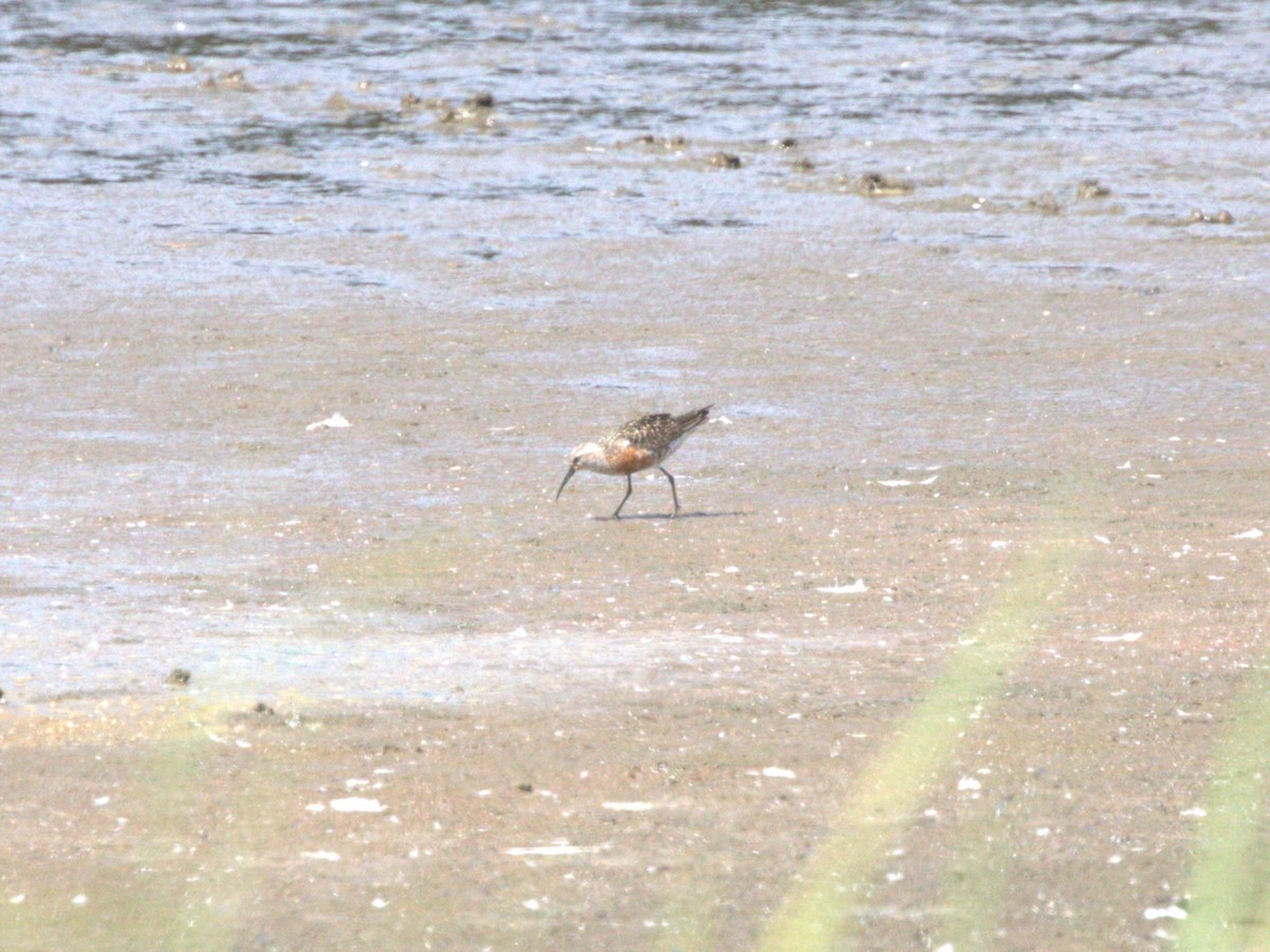 Piovanello comune - ML645562788