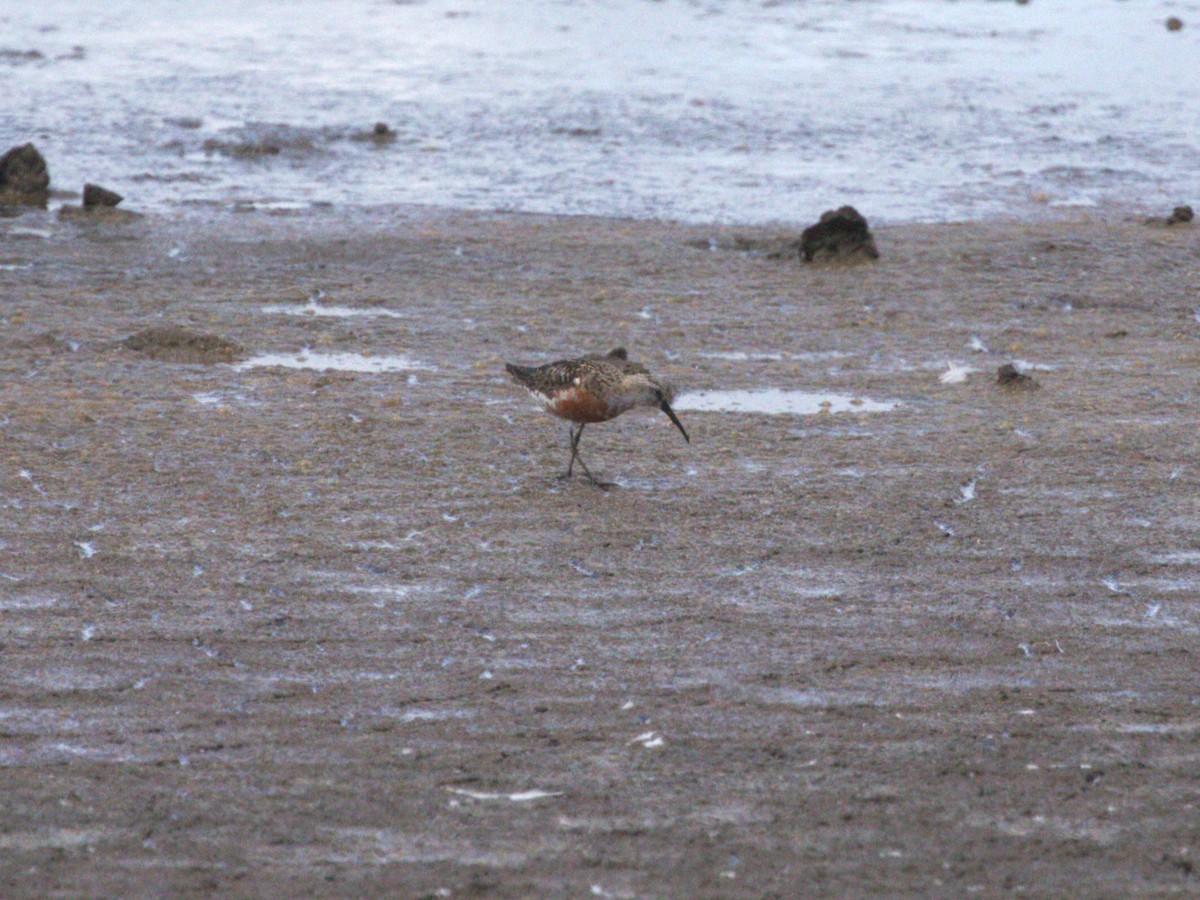 Piovanello comune - ML645562789