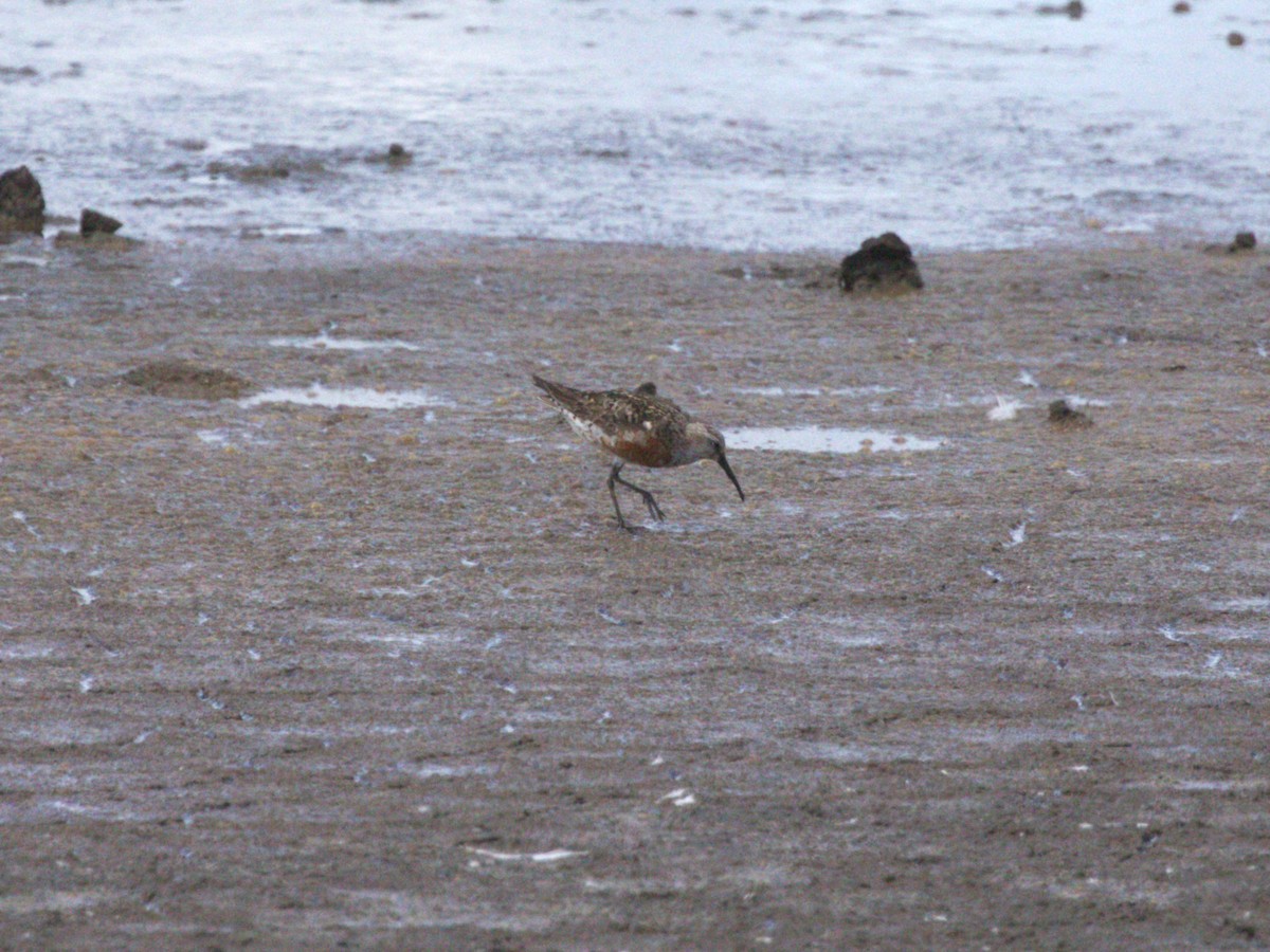 Piovanello comune - ML645562790