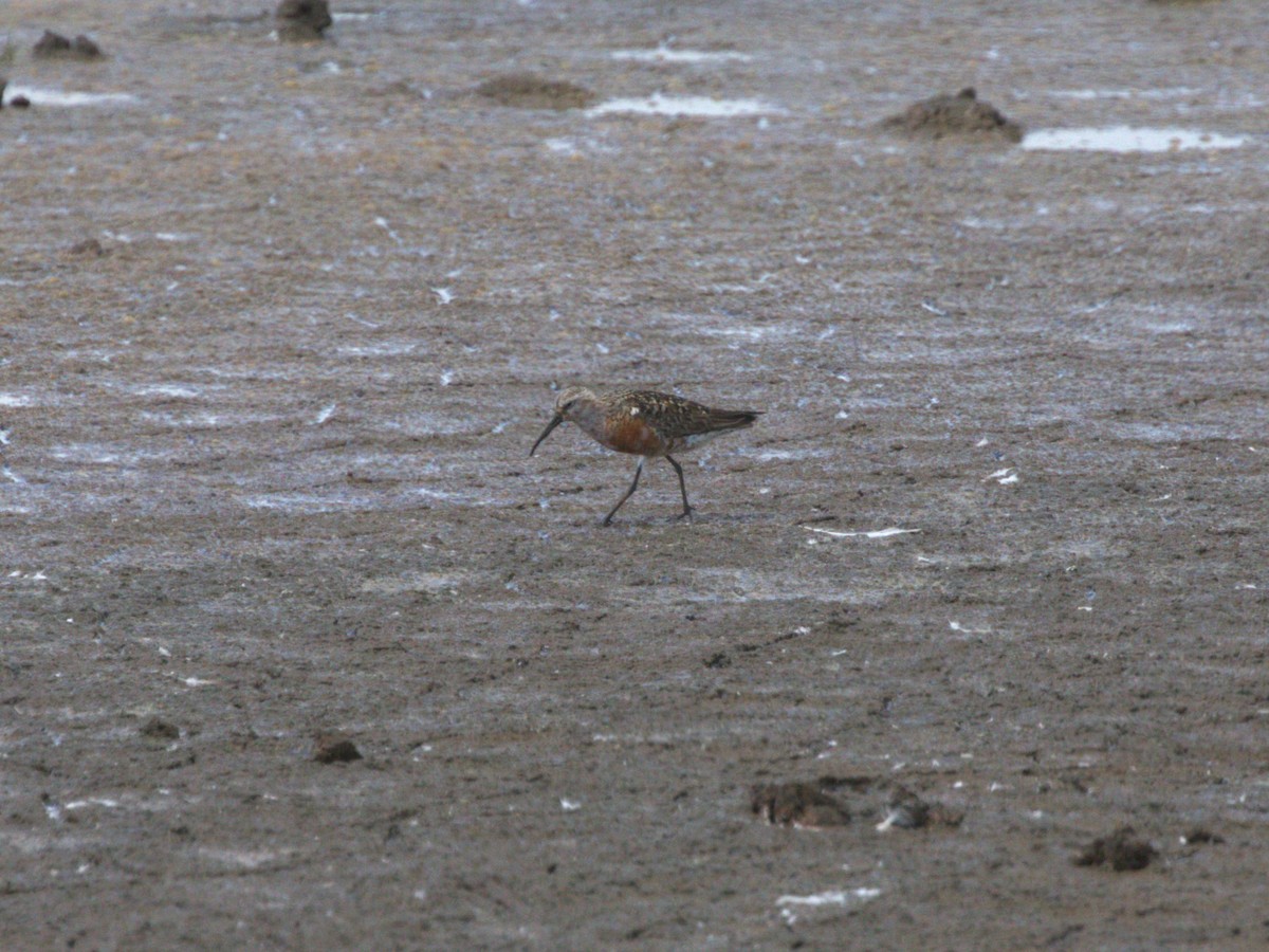 Piovanello comune - ML645562791