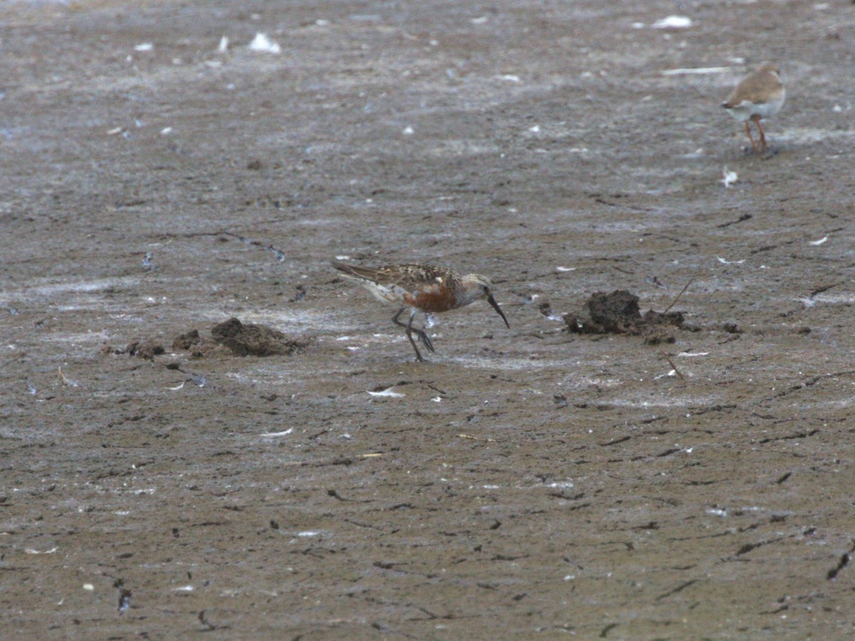 Piovanello comune - ML645562793