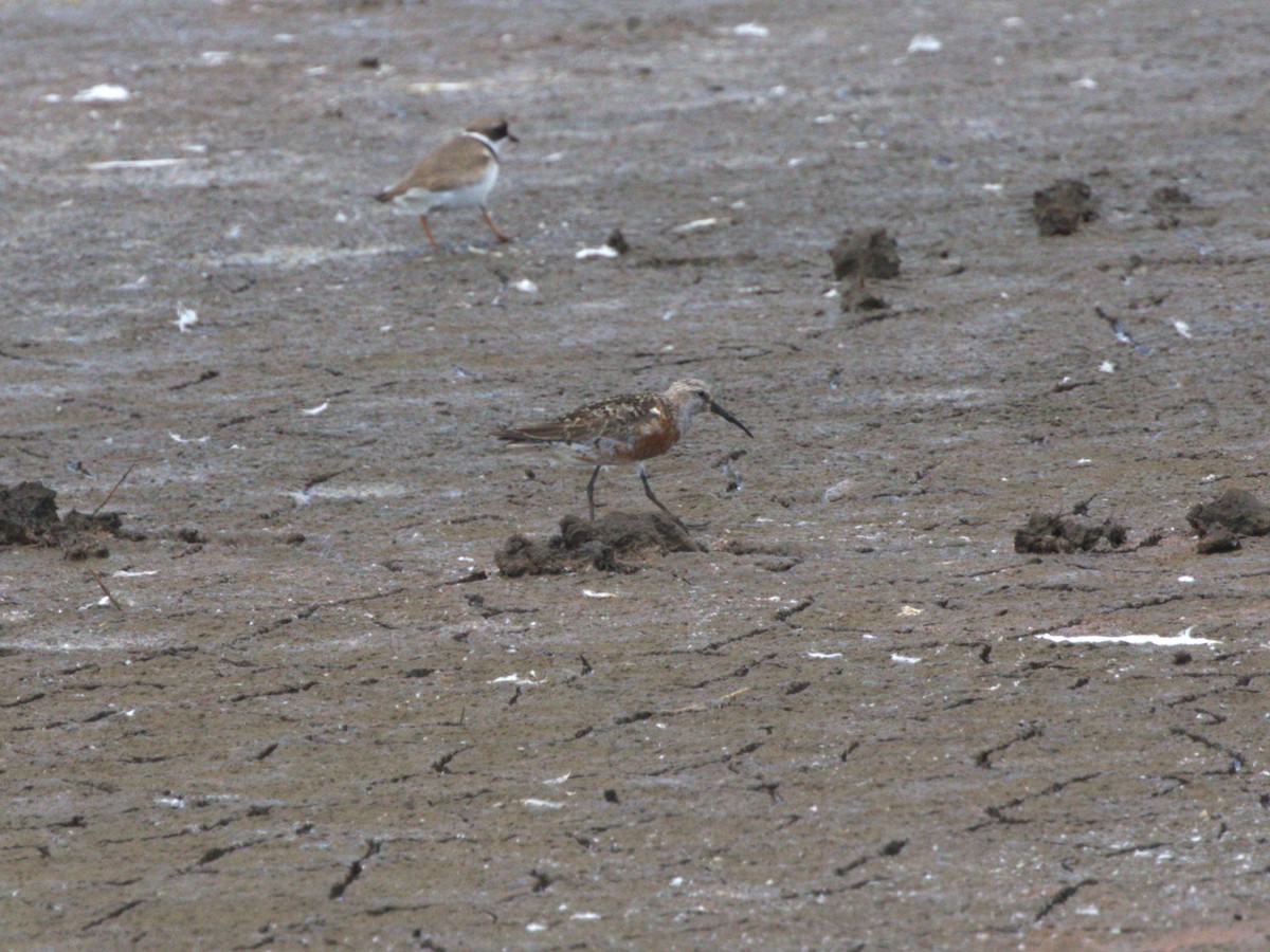 Piovanello comune - ML645562794