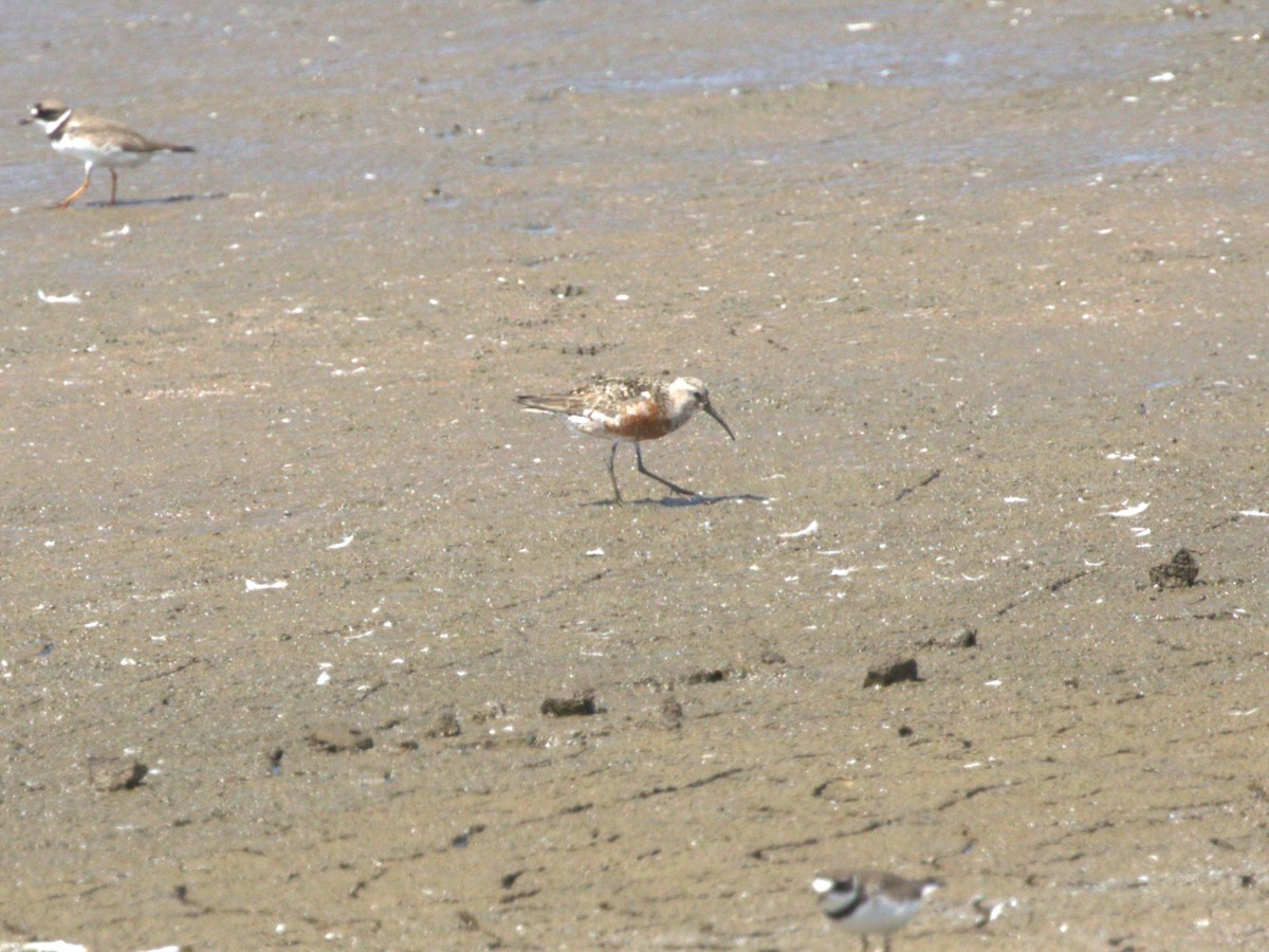 Piovanello comune - ML645562795