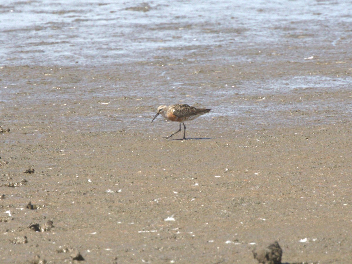 Piovanello comune - ML645562796