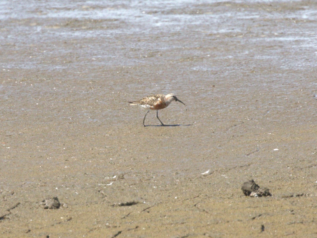 Piovanello comune - ML645562797