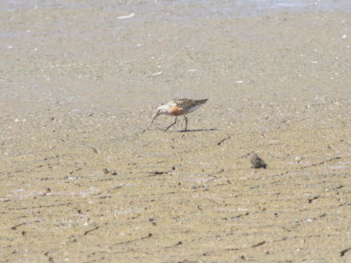 Piovanello comune - ML645562798