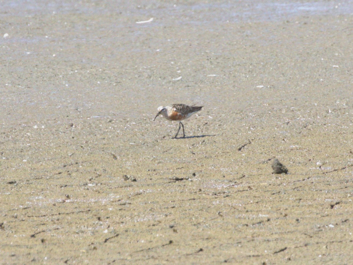 Piovanello comune - ML645562799