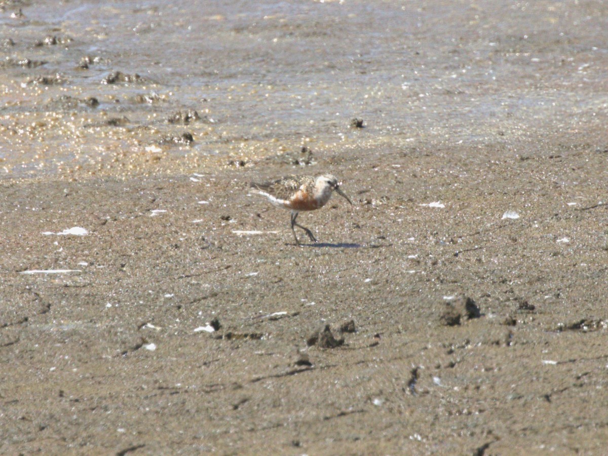 Piovanello comune - ML645562800