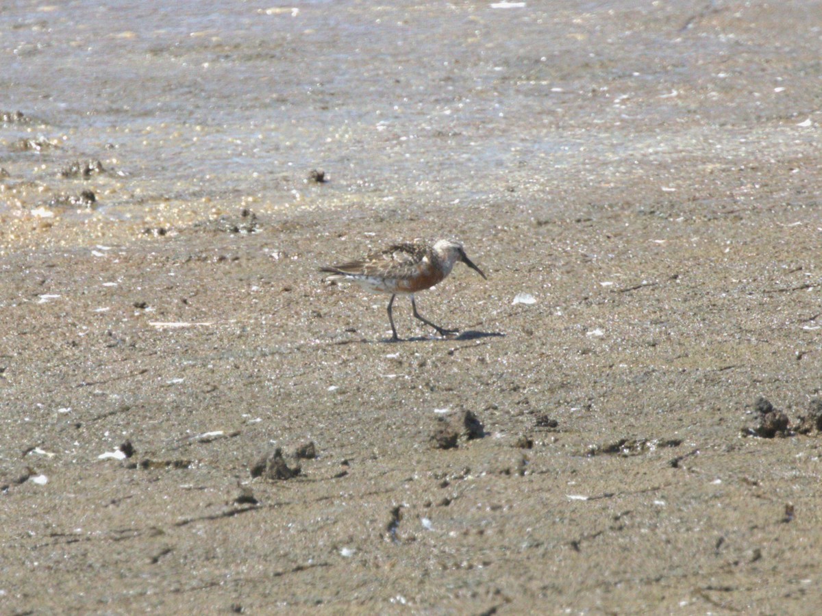 Piovanello comune - ML645562801