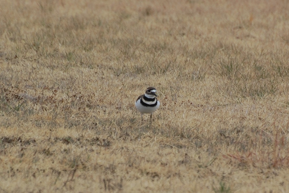 Killdeer - ML645562816