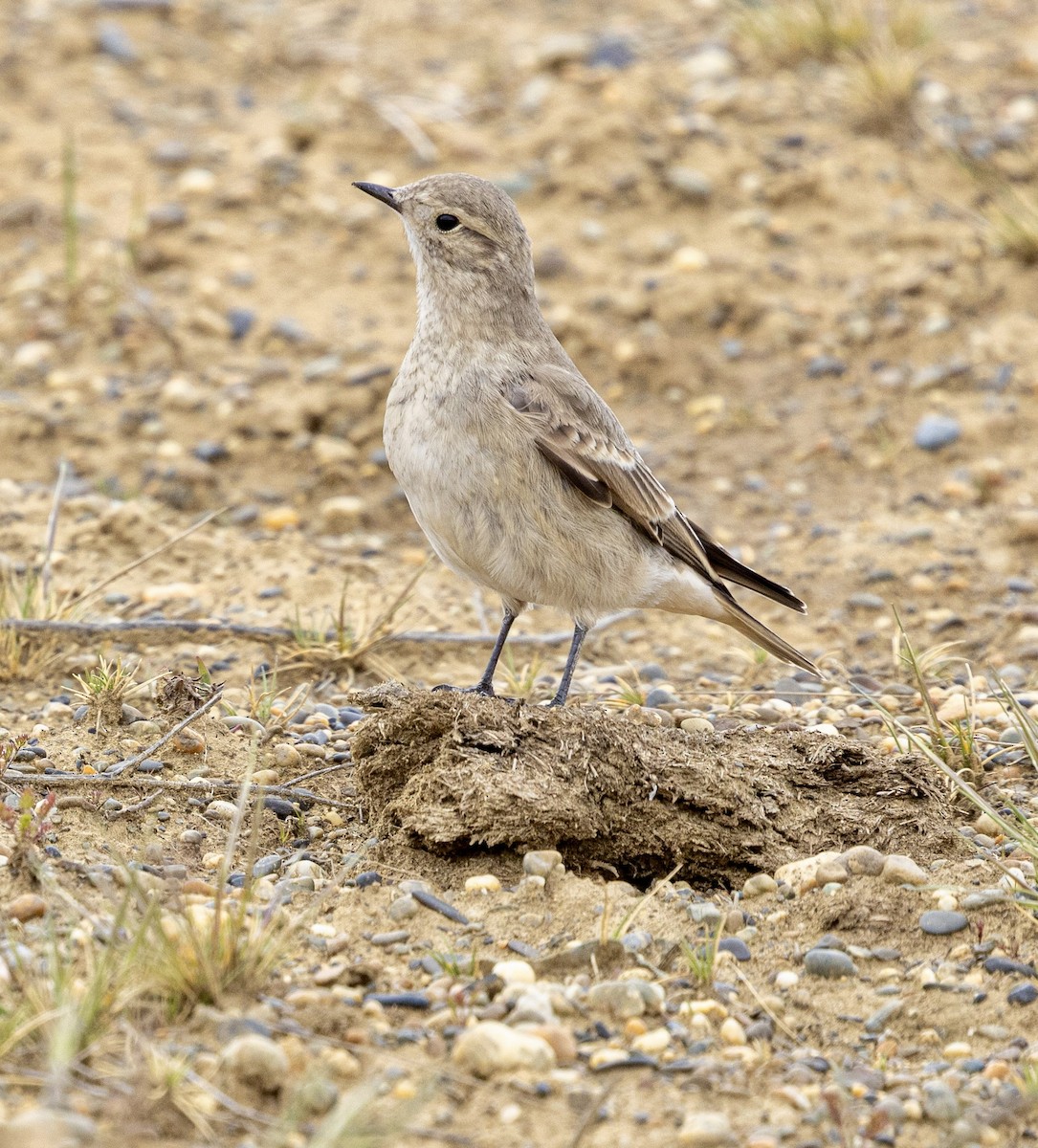 Short-billed Miner - ML645562817