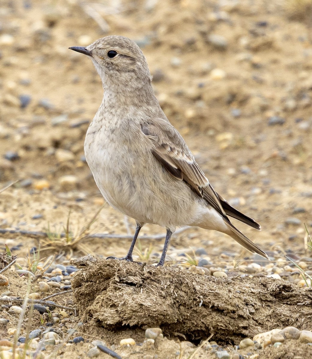 Short-billed Miner - ML645562818