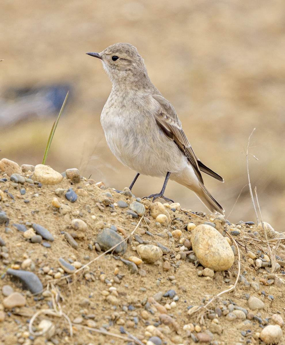 Short-billed Miner - ML645562819