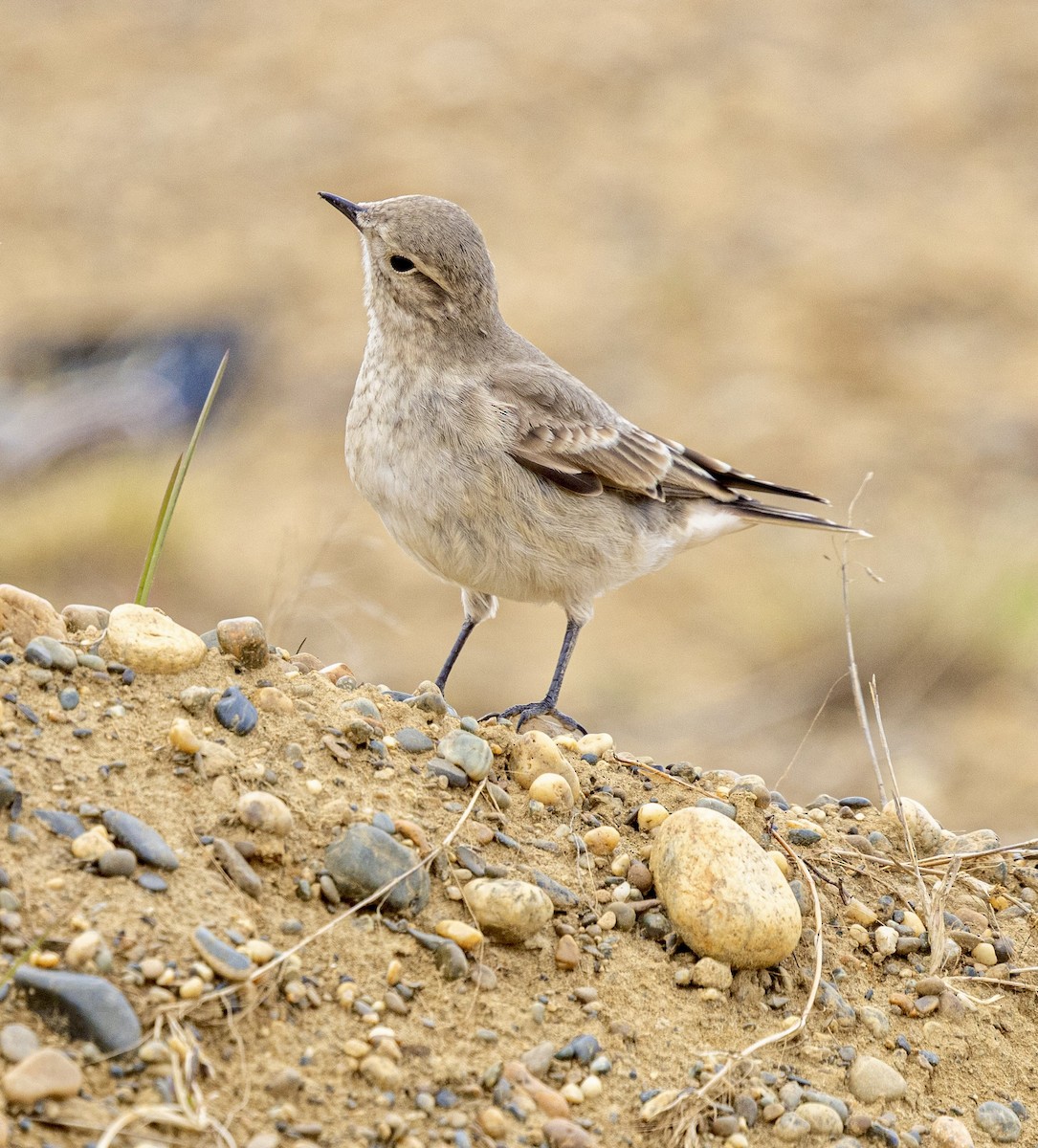 Short-billed Miner - ML645562820