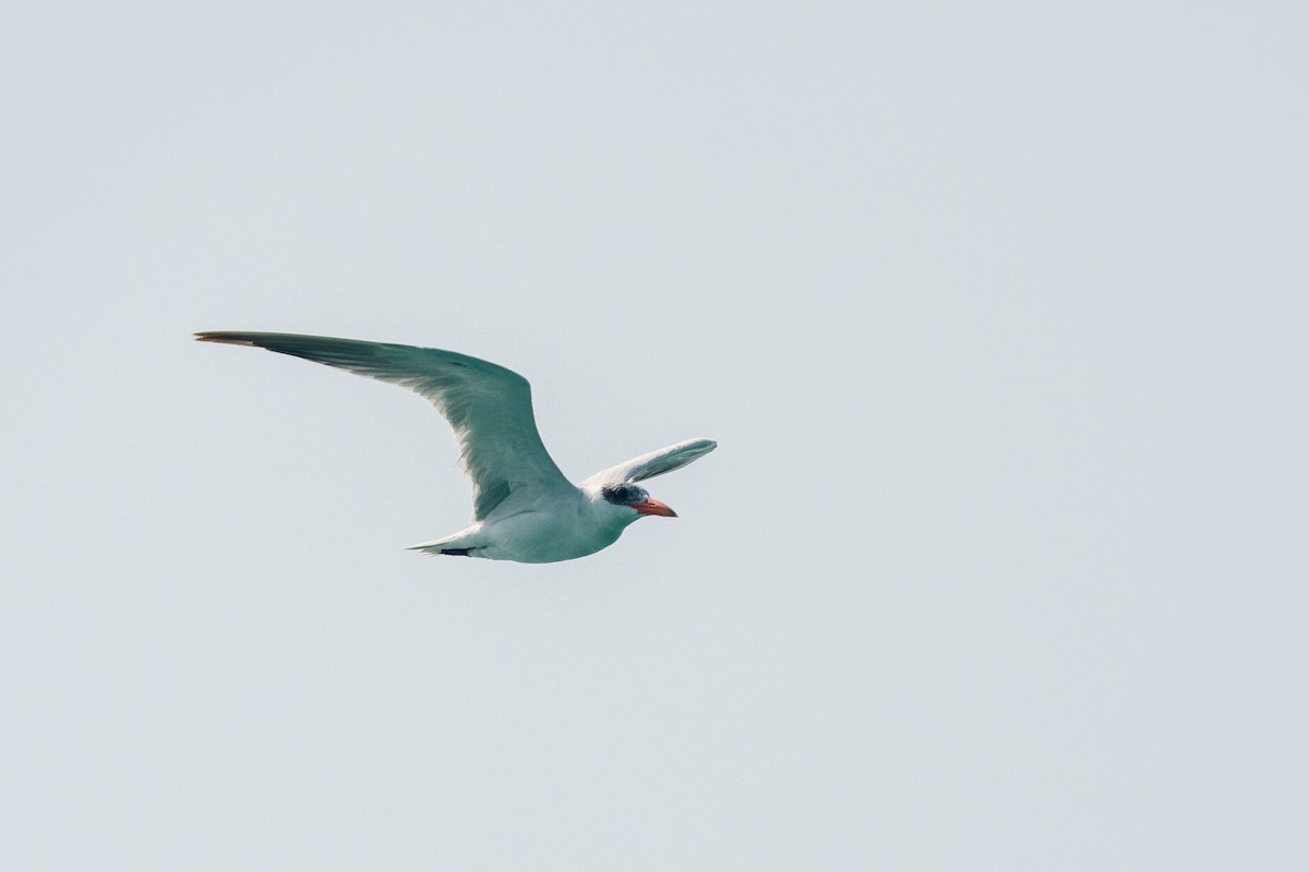 Caspian Tern - ML645562827