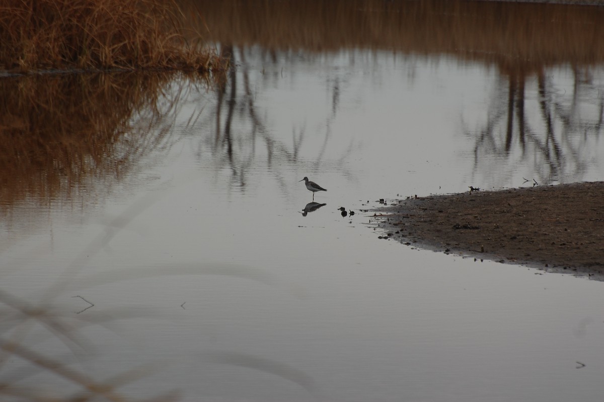 Greater Yellowlegs - ML645562829