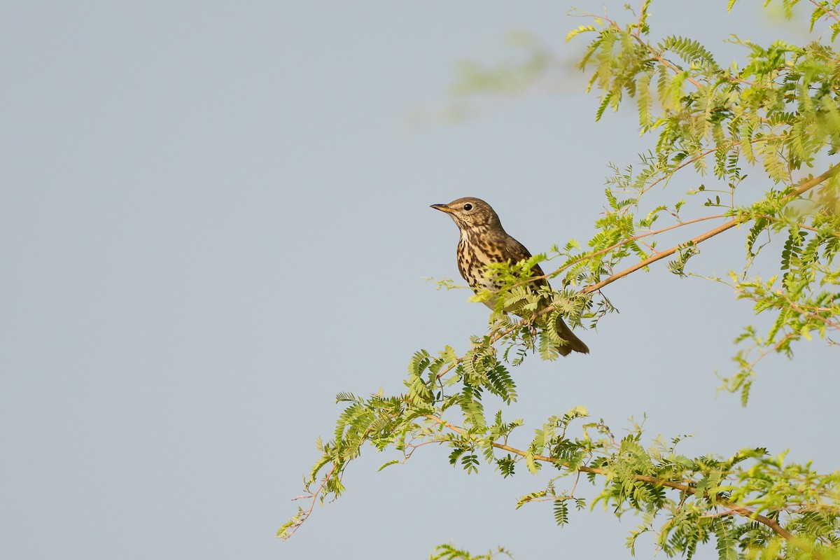 Song Thrush - ML645562852