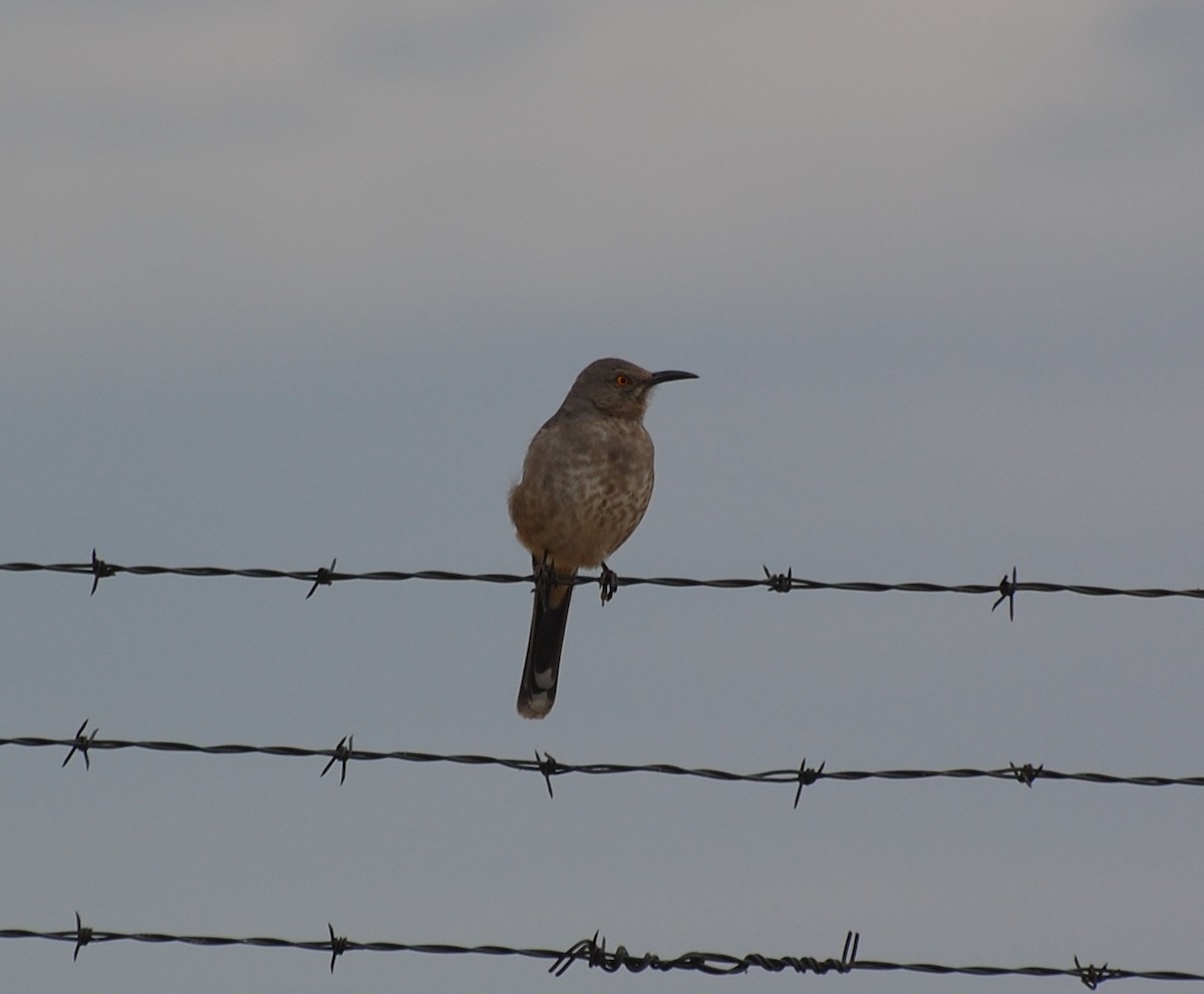 Curve-billed Thrasher - ML645562857
