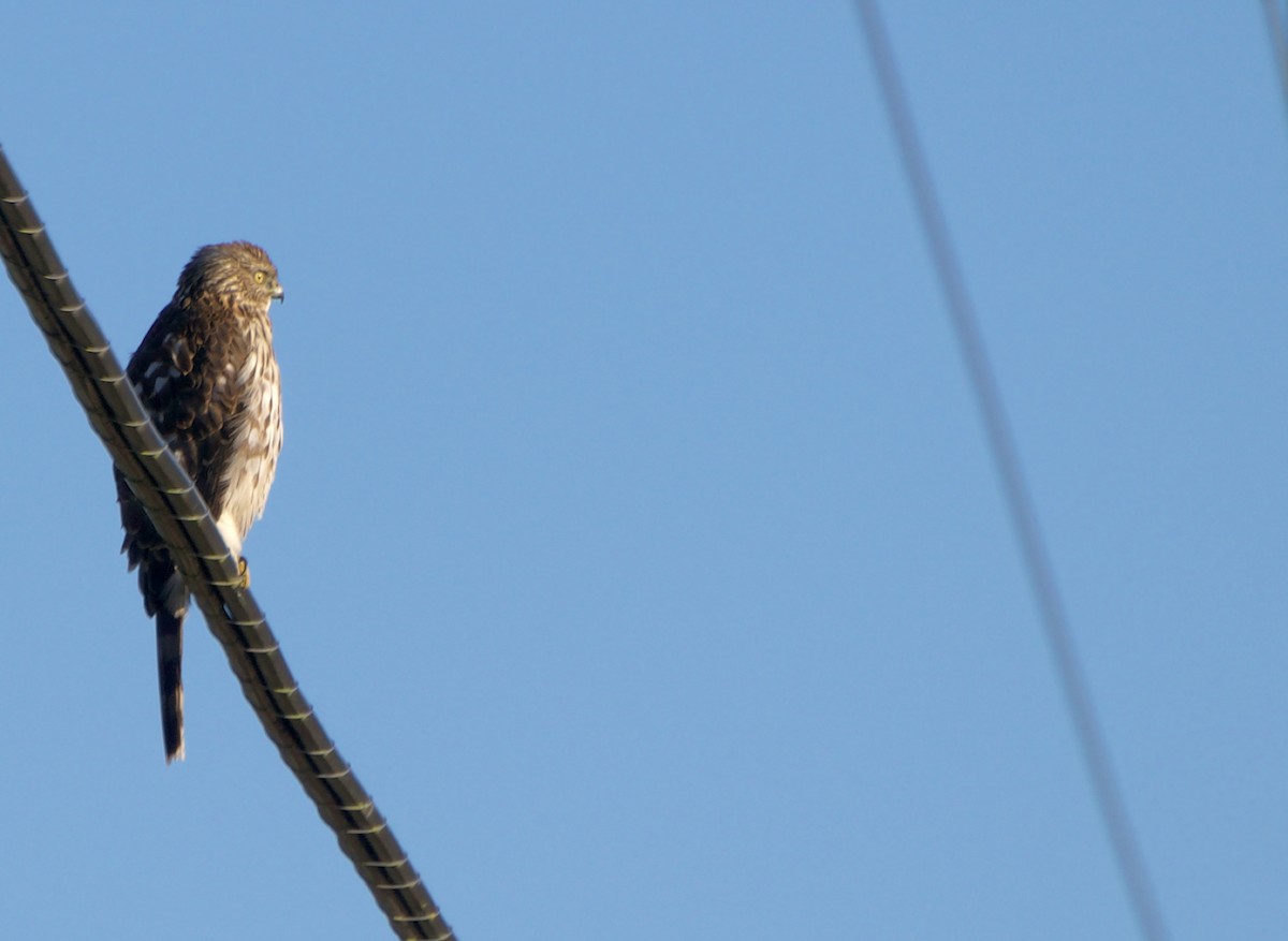 Cooper's Hawk - ML645562860