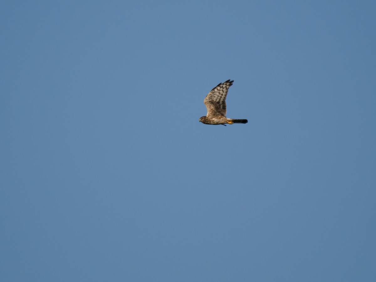 灰澤鵟 - ML645562861