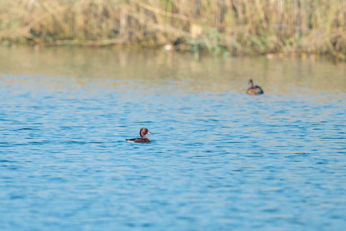 Ferruginous Duck - ML645562871