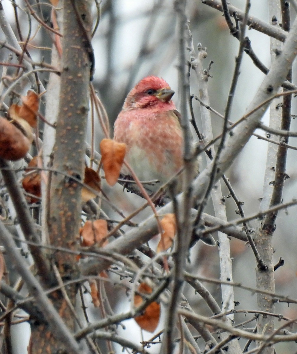 ムラサキマシコ - ML645562879