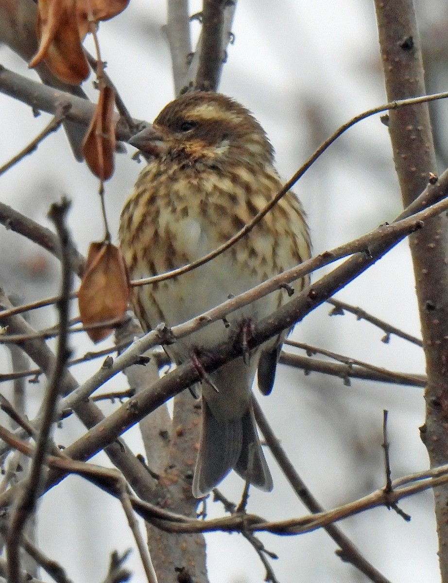 ムラサキマシコ - ML645562880