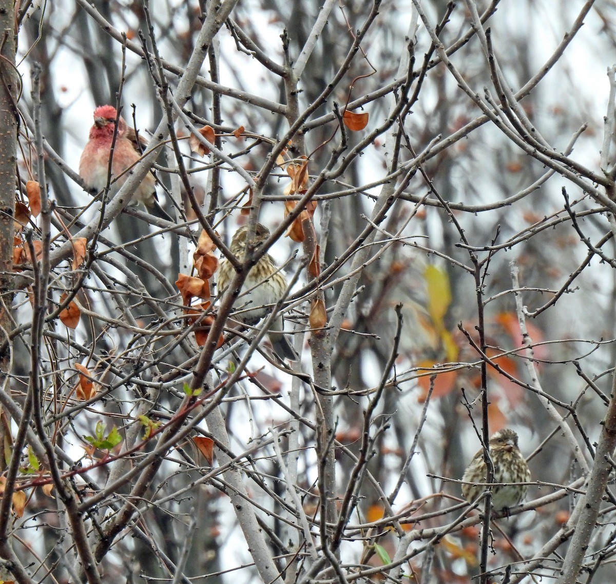 ムラサキマシコ - ML645562881