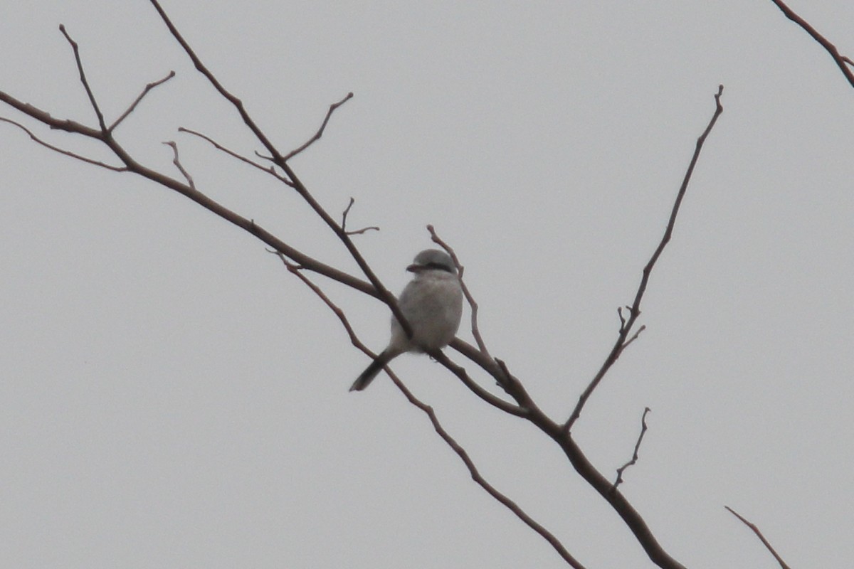Northern Shrike - ML645562897
