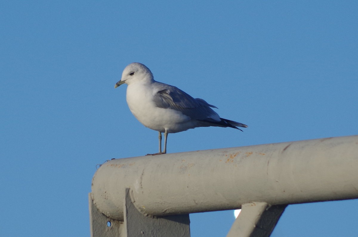 歐亞海鷗 - ML645562917