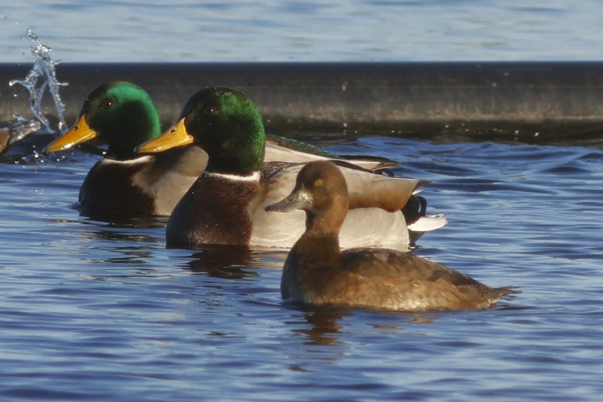 小斑背潛鴨 - ML645562918