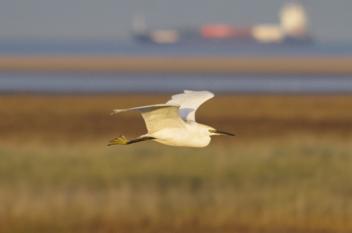 小白鷺 - ML645562924