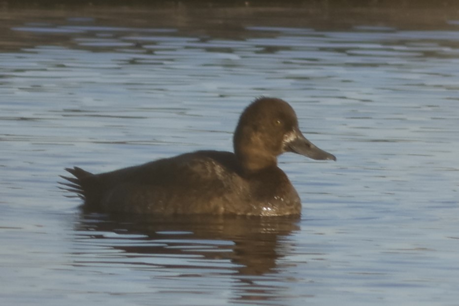 小斑背潛鴨 - ML645562925