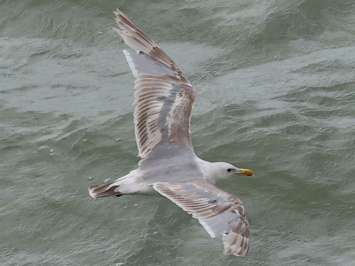 Western x Glaucous-winged Gull (hybrid) - ML645562926