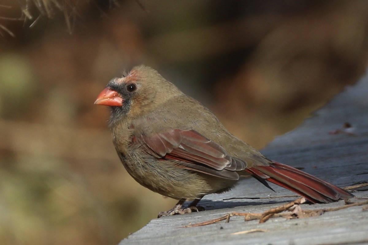 Northern Cardinal - ML645562928