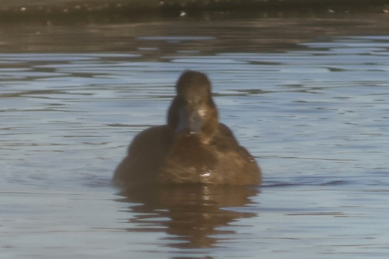 小斑背潛鴨 - ML645562929