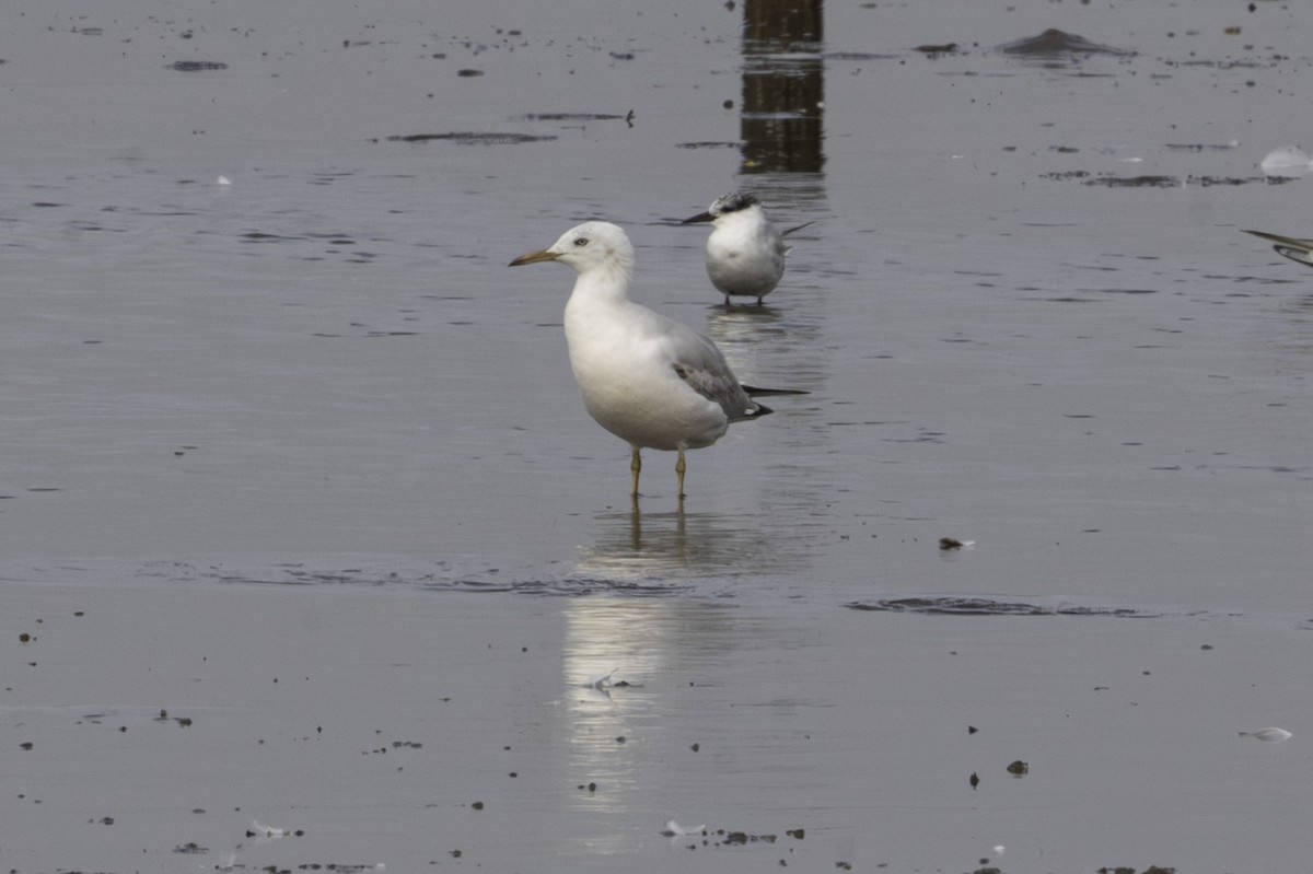 Slender-billed Gull - ML645562935