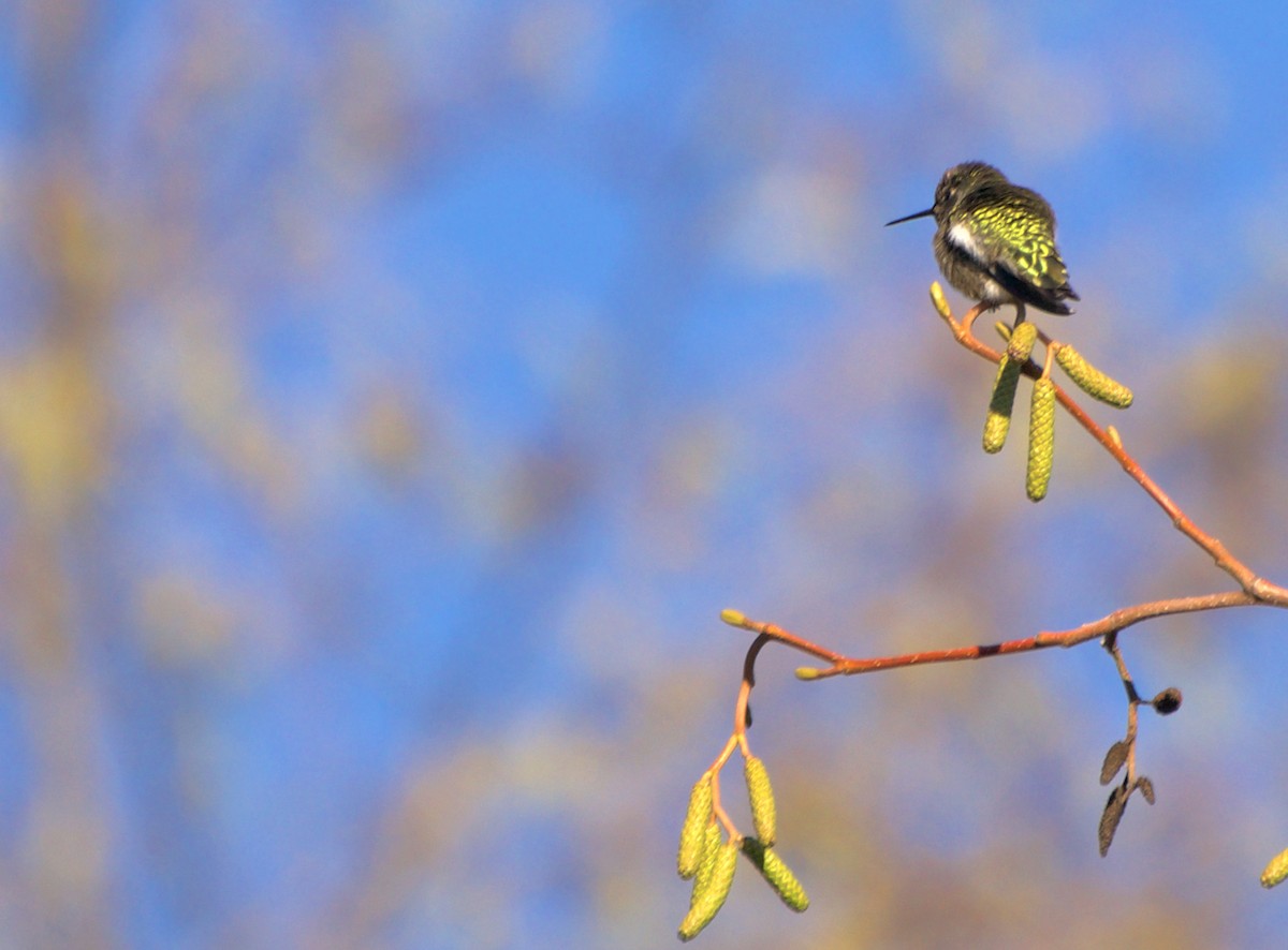 Anna's Hummingbird - ML645562936