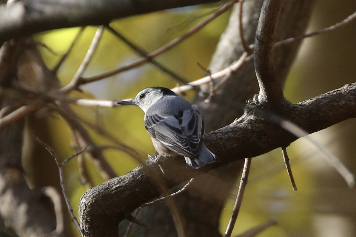White-breasted Nuthatch - ML645562937