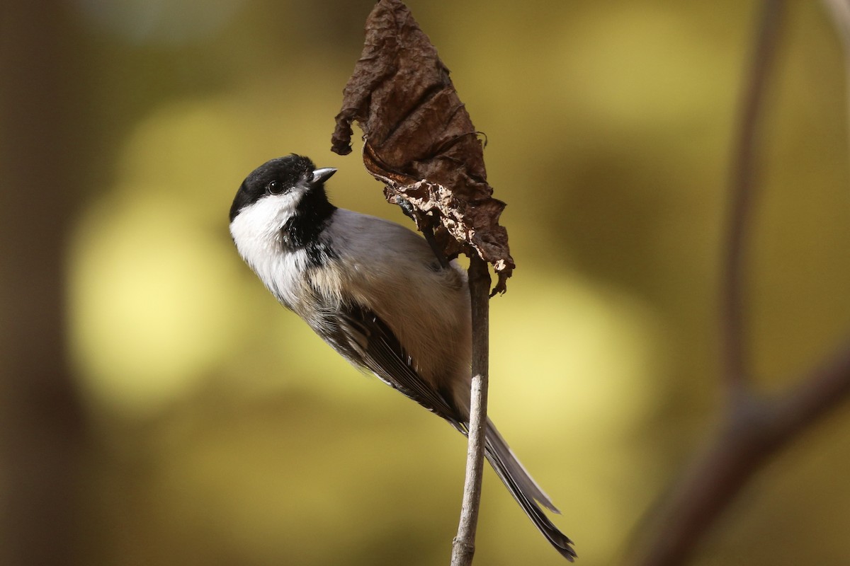 Black-capped Chickadee - ML645562944